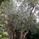 Photo n°5 de l'avis de CDonatella.e fait le 10/07/2019 à 18:35 sur le  Hotel Restaurant Forliano - Reception Hall Minerva à Bernalda