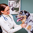 Veterinary Specialty Hospital - North County