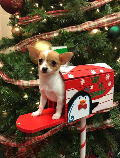 Pet Store «Furry Babies Inc», reviews and photos, 3340 Mall Loop Dr, Joliet, IL 60431, USA