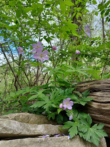 Nature Preserve «Red Oaks Nature Center», reviews and photos, 30300 Hales St, Madison Heights, MI 48071, USA