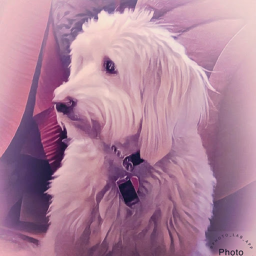 Pet Supply Store «Paws in the City Cary NC», reviews and photos, 1105 Tryon Village Dr #303, Cary, NC 27518, USA