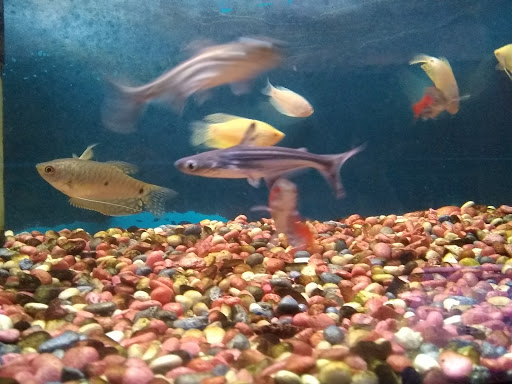 Pet Store «Leesburg Pet Center», reviews and photos, 959 N 14th St, Leesburg, FL 34748, USA