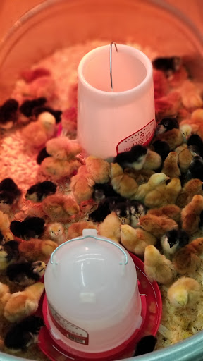 Home Improvement Store «Tractor Supply Co.», reviews and photos, 23788 Mervell Dean Rd, Hollywood, MD 20636, USA