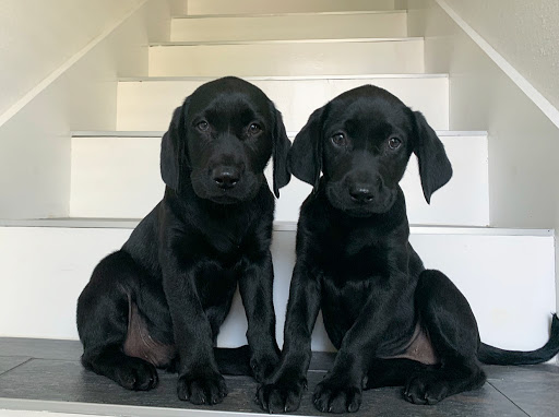 Pet Groomer «Dog Gone Cute Grooming & Bowtique», reviews and photos, 446 Racetrack Rd NW Unit F, Fort Walton Beach, FL 32547, USA