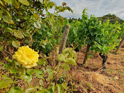 Domaine Petitot Jean et Fils EARL à Corgoloin