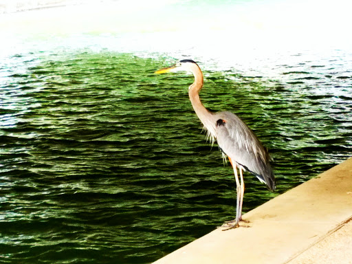 Tourist Attraction «Mandalay Canal Walk at Las Colinas», reviews and photos, 215 Mandalay Canal, Irving, TX 75039, USA