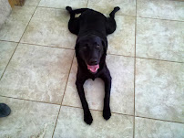 Lisa's Lucky Dogs - Photo 3 - Car repair in , Santa Clarita