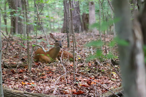 Nature Preserve «Piedmont Environmental Center», reviews and photos, 1220 Penny Rd, High Point, NC 27265, USA
