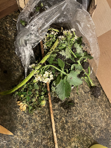 Florist «1-800-FlowersDallas», reviews and photos, 3380 Belt Line Rd, Dallas, TX 75234, USA