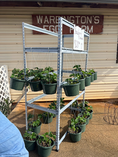 Farm «Warbington Farms (U-Pick Strawberries)», reviews and photos, 5555 Crow Rd, Cumming, GA 30041, USA