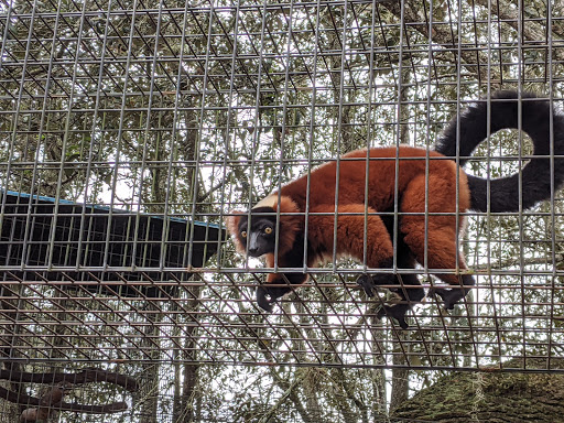 Ranch «Giraffe Ranch», reviews and photos, 38650 Mickler Rd, Dade City, FL 33523, USA