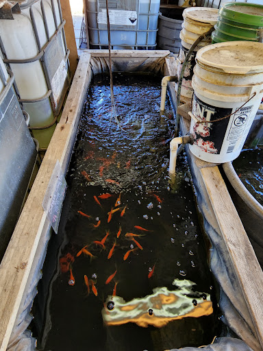 Pond fish supplier Fort Worth