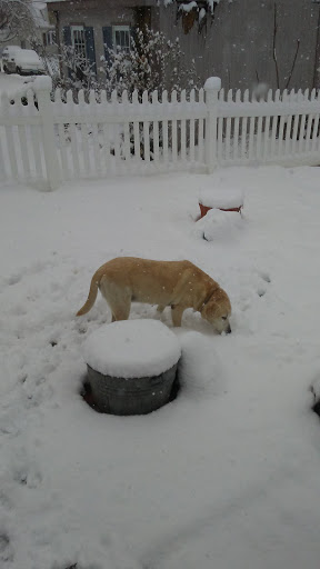 Golf Club «Alling Memorial Golf Course», reviews and photos, 35 Eastern St, New Haven, CT 06513, USA