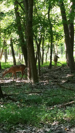 Recreation Center «Go Ape Zip Line & Treetop Adventure - Creve Coeur Park», reviews and photos, 13219 Streetcar Dr, Maryland Heights, MO 63043, USA