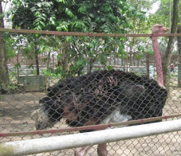 Port Harcourt Zoo photo