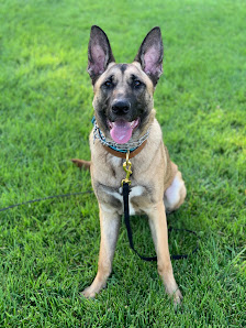 Hicaliber K9 Training LLC 