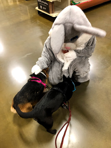 Pet Supply Store «PetSmart», reviews and photos, 1425 7th St E, Monticello, MN 55362, USA