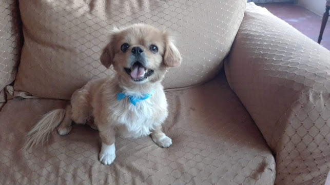 Opinii despre Veterinaria Huellitas în Cerro Colorado - Veterinario