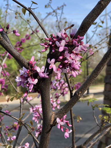 Park «Mike Lewis Park», reviews and photos, 2410 N Carrier Pkwy, Grand Prairie, TX 75050, USA