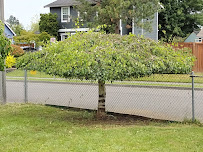 Harris lawn care - Photo 8 - Car repair in , Marysville