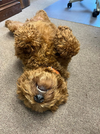 Nissan Dealer «Pat Peck Nissan - Gulfport», reviews and photos, 9480 US 49, Gulfport, MS 39503, USA