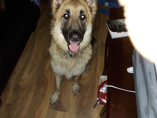 Pet Supply Store «PetSmart», reviews and photos, 3132 Vestal Pkwy E, Vestal, NY 13850, USA