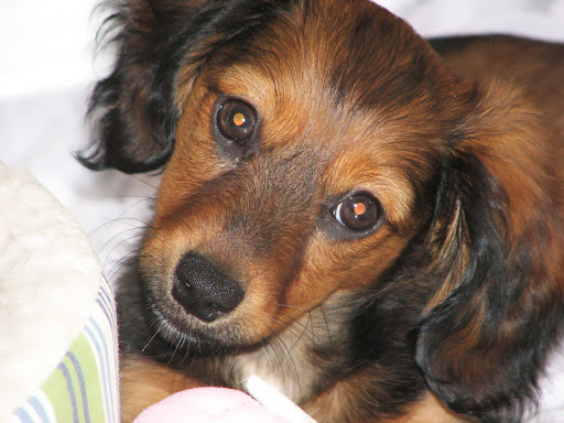 Boutique «Fetching Canine Grooming and Boutique», reviews and photos, 1490 W State Rd 434, Longwood, FL 32750, USA