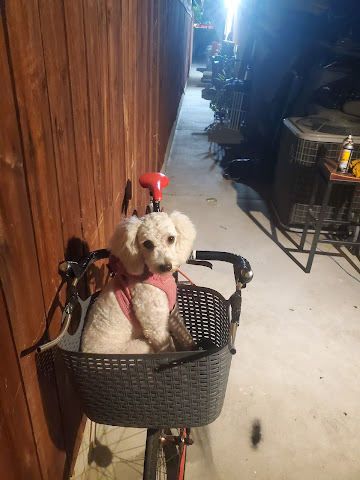 DESLY'S PET GROOMING by null