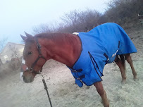 Fur-tastic Pet Sitting Services - Photo 3 - Car repair in , Frisco