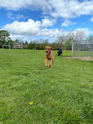 Pooch ventures and Parlour