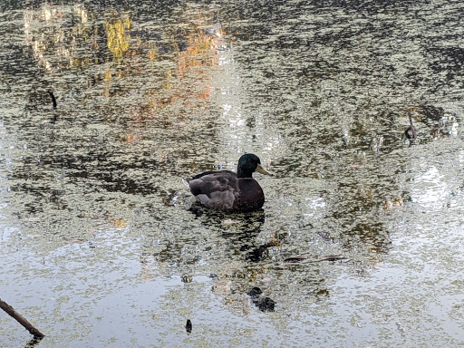Nature Preserve «Dolan Pond Conservation Area», reviews and photos, Webster Park, West Newton, MA 02465, USA
