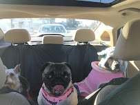 Bay Area Pet Service - Photo 8 - Car repair in , Oakland