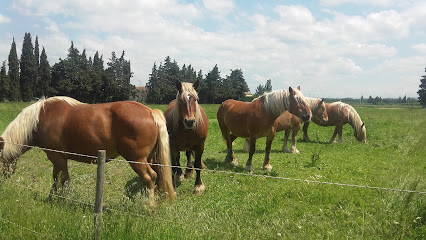 Loueur de chevaux