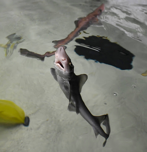 Aquarium Shop «Aquatic Interiors Sea Cave», reviews and photos, 364 W Exchange St, Akron, OH 44307, USA