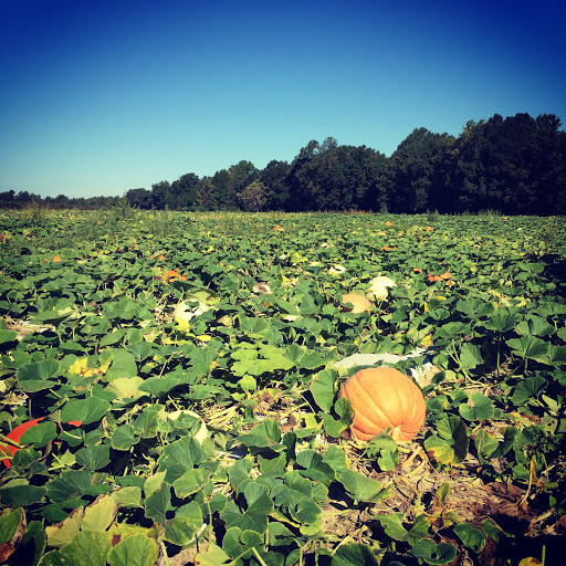 Produce Market «Mt Olympus Berry Farm», reviews and photos, 23298 Jefferson Davis Hwy, Ruther Glen, VA 22546, USA