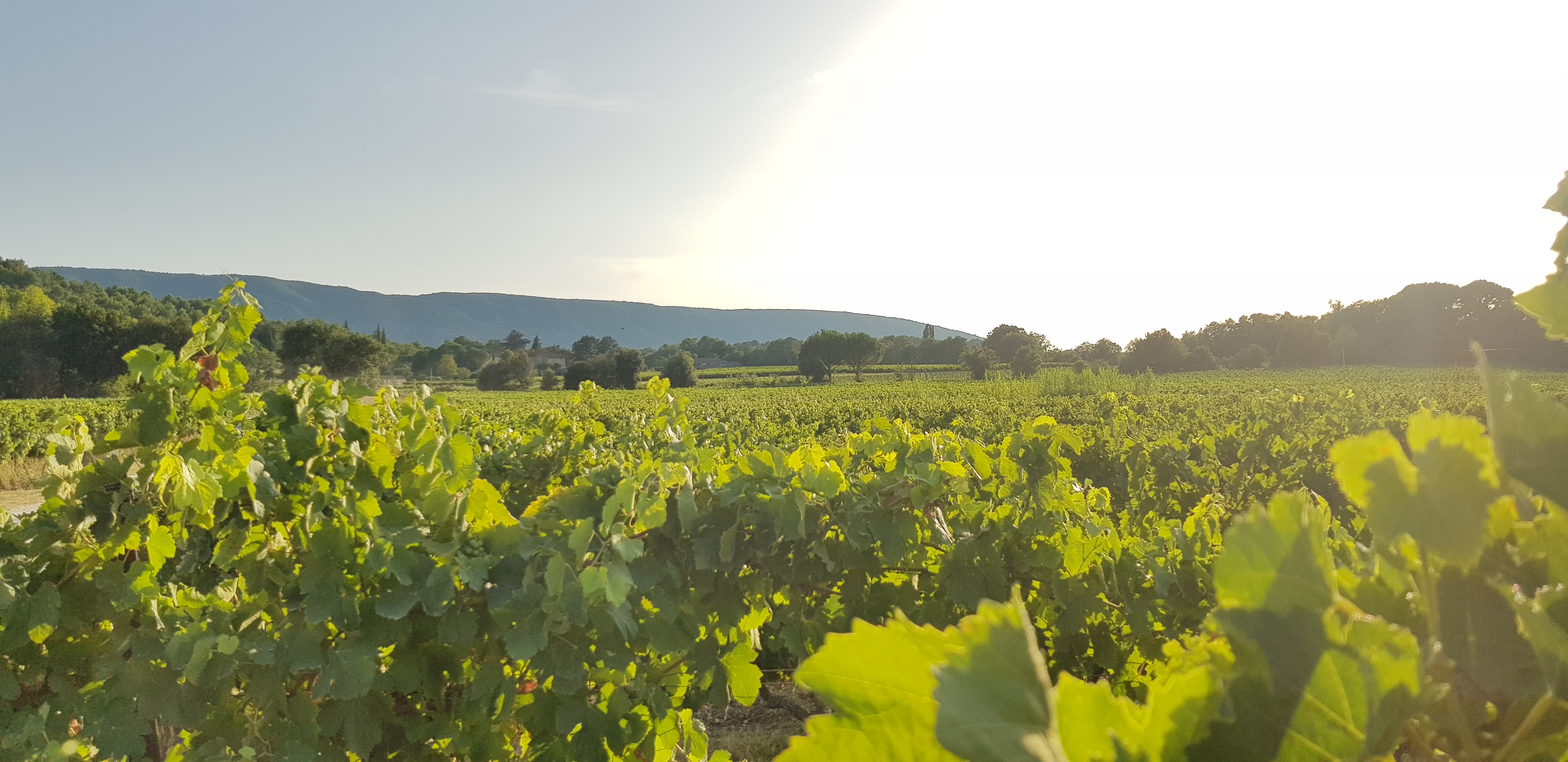 Photo n° 2 de l'avis de Fabiani.a fait le 11/08/2020 à 21:14