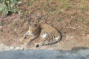 Leopard Safari image