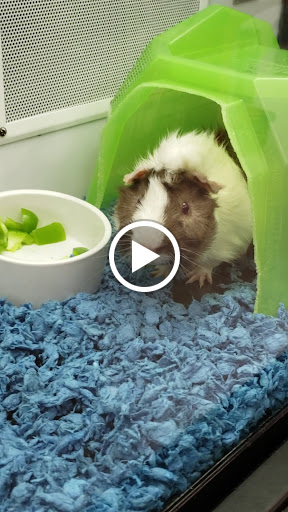 Pet Supply Store «Petco Animal Supplies», reviews and photos, 1660 Orchard Gateway Blvd, North Aurora, IL 60542, USA