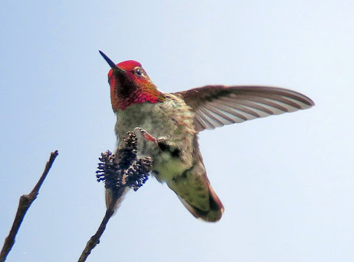 Nature Preserve «Black River Riparian Forest and Wetland», reviews and photos, Oakesdale Ave SW, Renton, WA 98057, USA