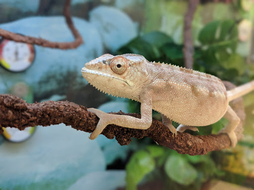 Pet Supply Store «Petco Animal Supplies», reviews and photos, 5177 Eldorado Pkwy, Frisco, TX 75033, USA