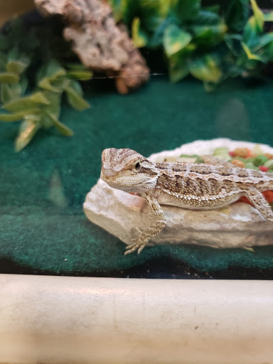 Pet Supply Store «PetSmart», reviews and photos, 4240 S Mooney Blvd, Visalia, CA 93277, USA