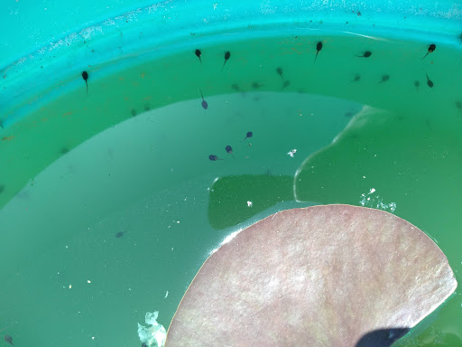 Garden Center «Chesterton Feed & Garden Center», reviews and photos, 400 Locust St, Chesterton, IN 46304, USA