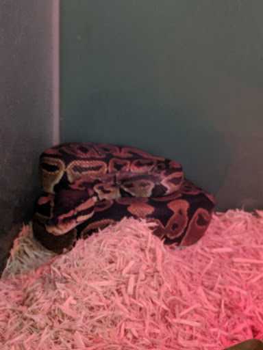 Pet Supply Store «Pet Supplies Plus», reviews and photos, 175 Memorial Ave, West Springfield, MA 01089, USA