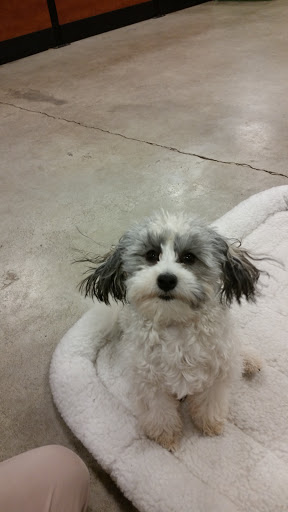 Pet Supply Store «PetSmart», reviews and photos, 42 Southgate Square, Colonial Heights, VA 23834, USA