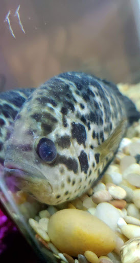 Pet Supply Store «Pet Supplies Plus», reviews and photos, 4332 Kent Rd, Stow, OH 44224, USA