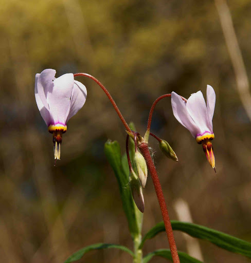 Park «Theodore Wirth Regional Park», reviews and photos, 1339 Theodore Wirth Pkwy, Golden Valley, MN 55422, USA