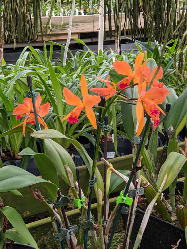 Florist «Little Brook Orchids», reviews and photos, 25 Rider Ave, Lancaster, PA 17603, USA