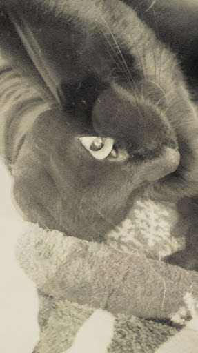 Pet Supply Store «PetSmart», reviews and photos, 70 Worcester-Providence Turnpike #240, Millbury, MA 01527, USA