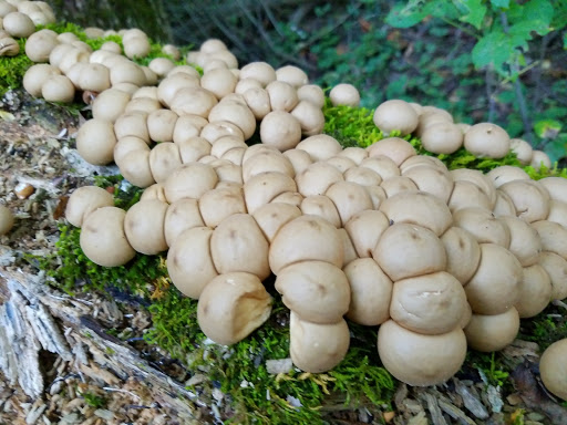 Nature Preserve «Governor Bridge Natural Area», reviews and photos, 7600 Governor Bridge Rd, Bowie, MD 20716, USA