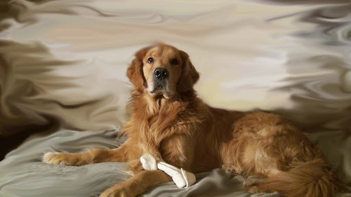 Monroe Street Animal Hospital image